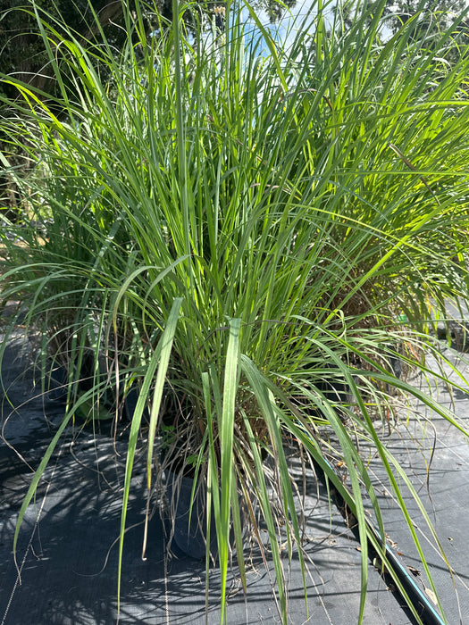 Lemon Grass