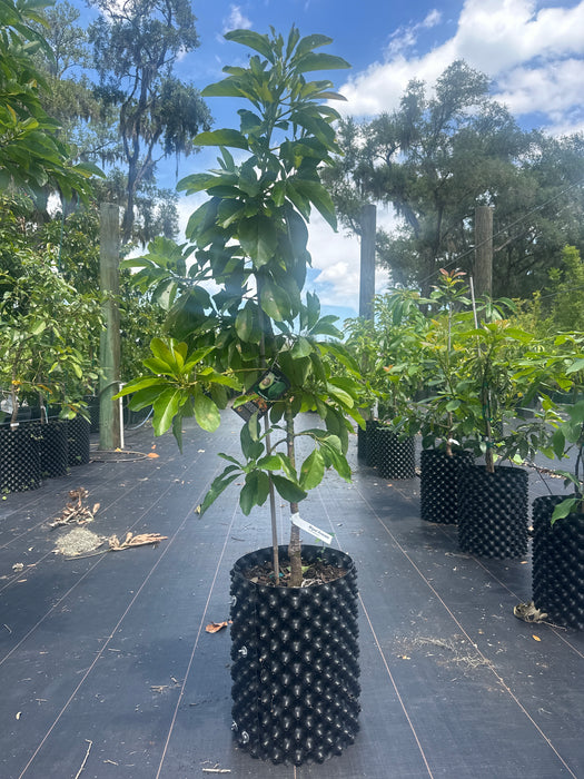 Avocado-Miguel Tree Type B