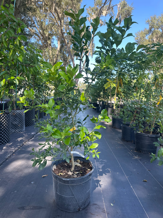 Lemon Meyers Bush