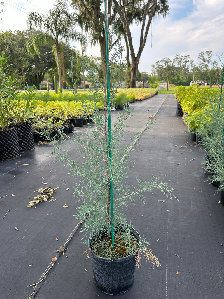 Cypress-Arizonica Carolina Sapphire — Jolly Green Nursery