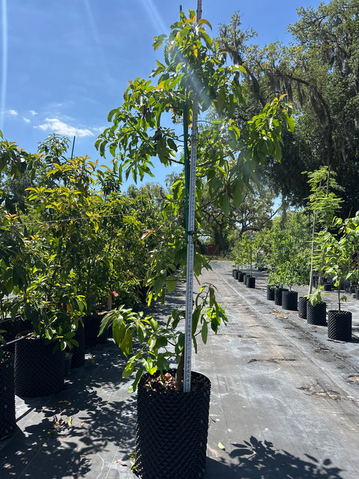 Avocado-Choquette Tree Type A