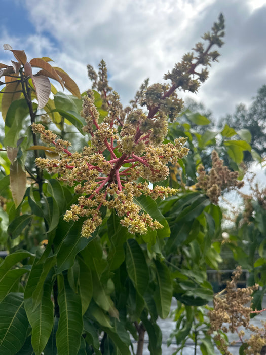 Mango-Fruit Cocktail Tree by Zills