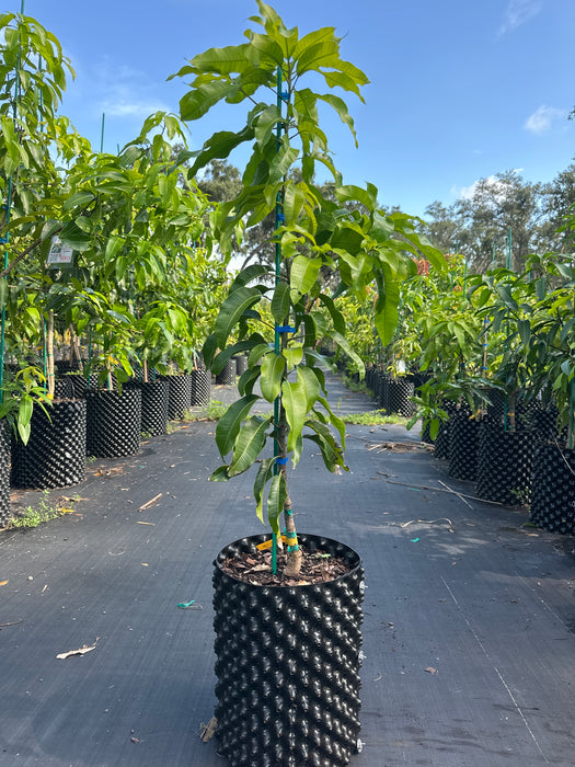 Mango-Fruit Cocktail Tree by Zills