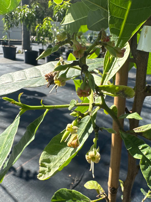 Cashew Nut Tree (Cashewnut)