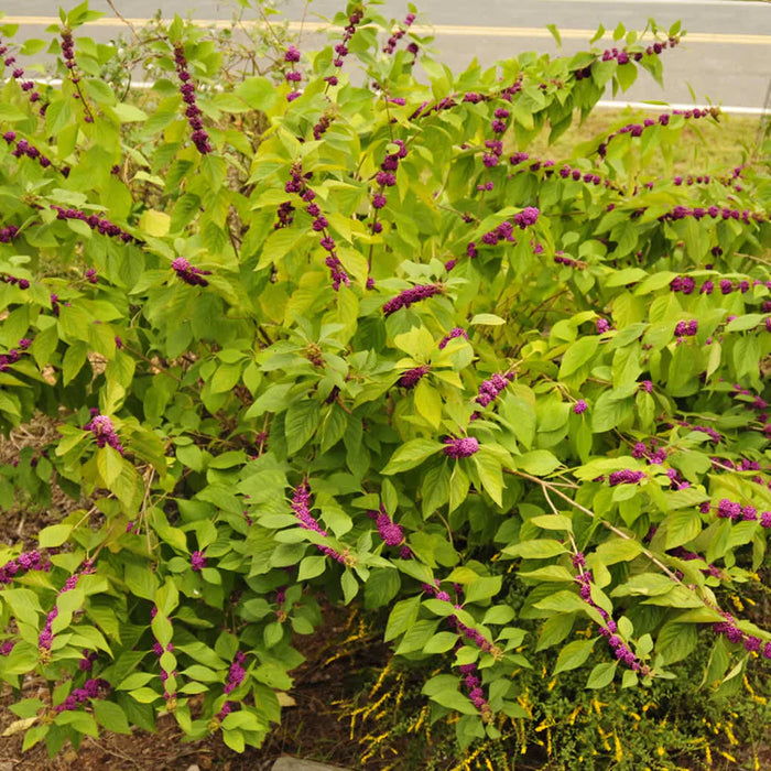 American Beauty Berry