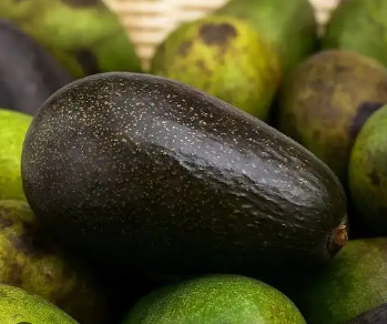 Avocado-Fuerte Tree Type B