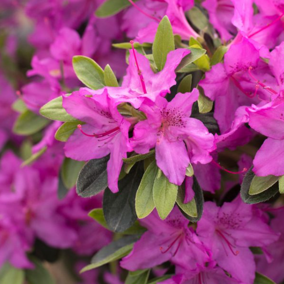 Azaleas Southern Charm