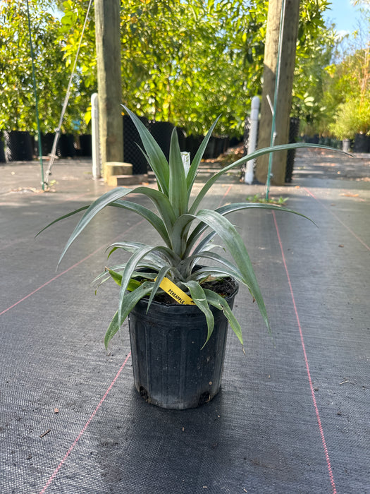 Pineapple Florida Special
