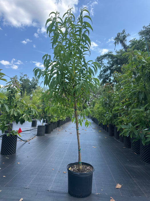Peach-Tropic Beauty Tree