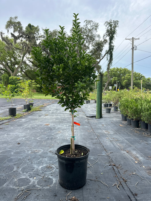 Lime - Key Lime Tree