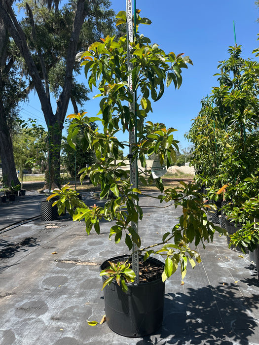 Avocado-Oro Negro Tree Type B
