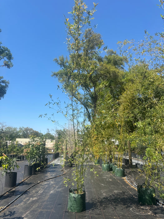 Seabreeze Bamboo