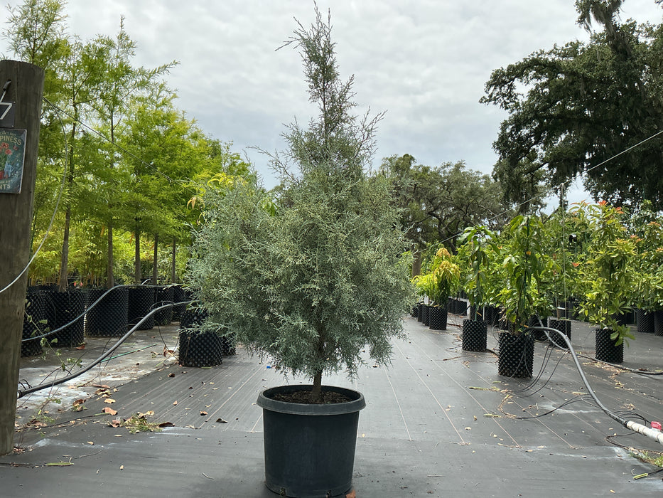 Cypress-Arizonica Carolina Sapphire