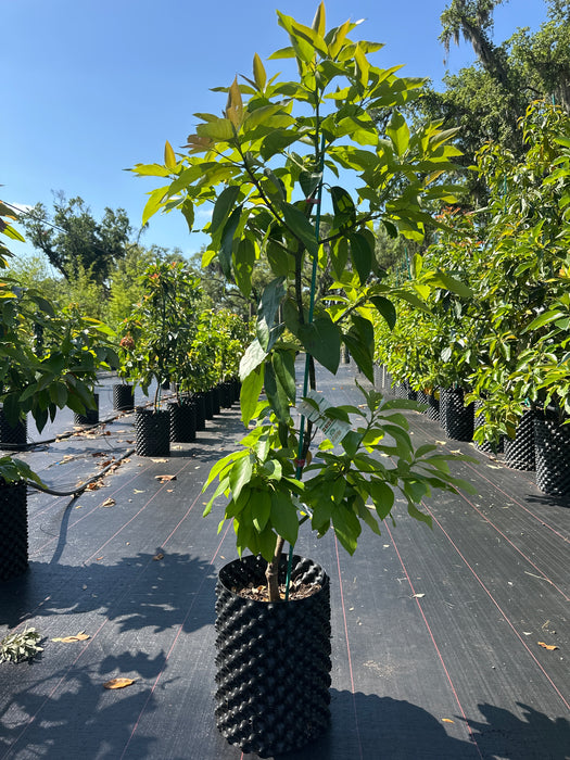 Avocado-Bacon Tree Type B
