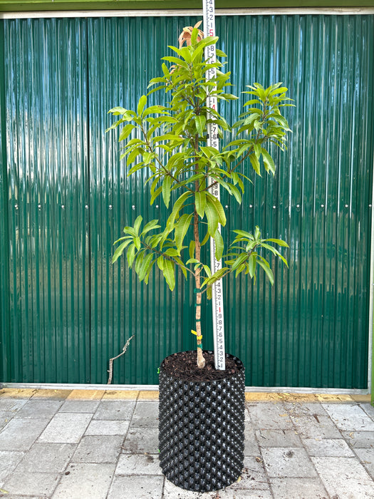 alphonso mango bonsai tree Mango-Super Alphonso Tree by Zills — Jolly Green Nursery