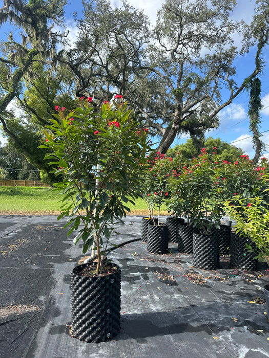 Jatropha (Shrubs & Trees)