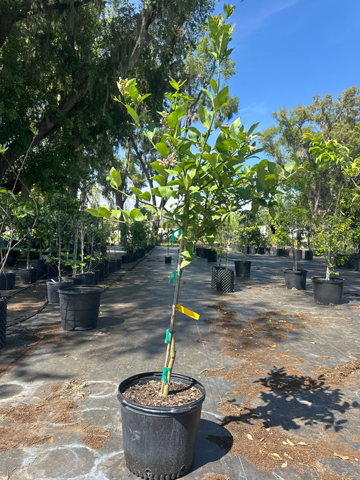 Lemon Meyers Tree