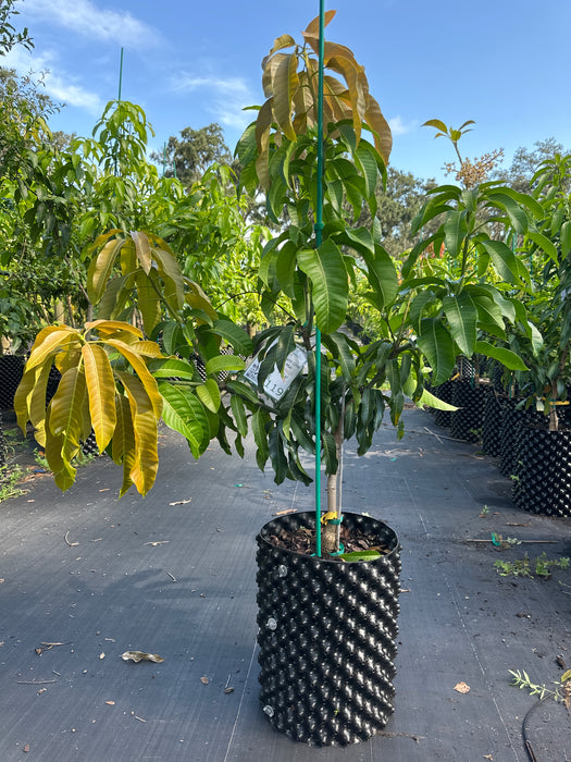 Mango-Nam Doc Mai Tree by Zills