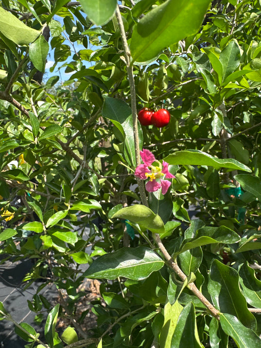 Cherry-Barbados