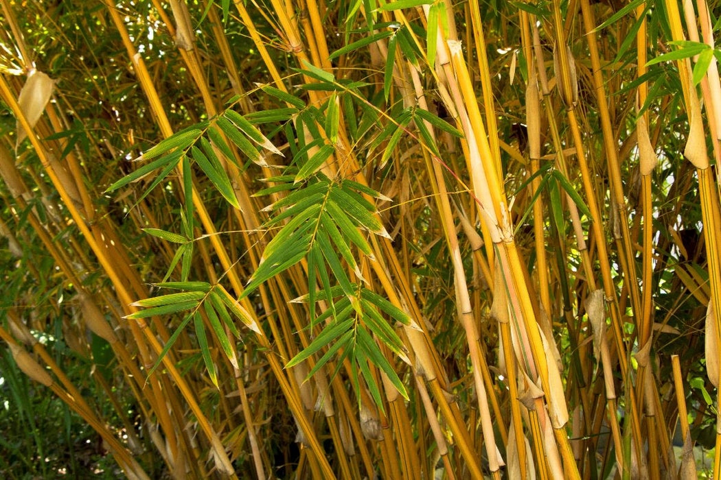 Alphonse Karr Bamboo