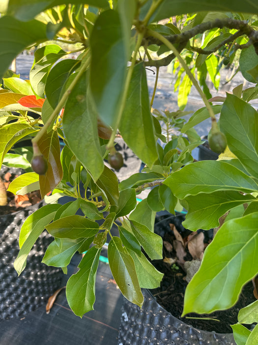 Avocado-Oro Negro Tree Type B