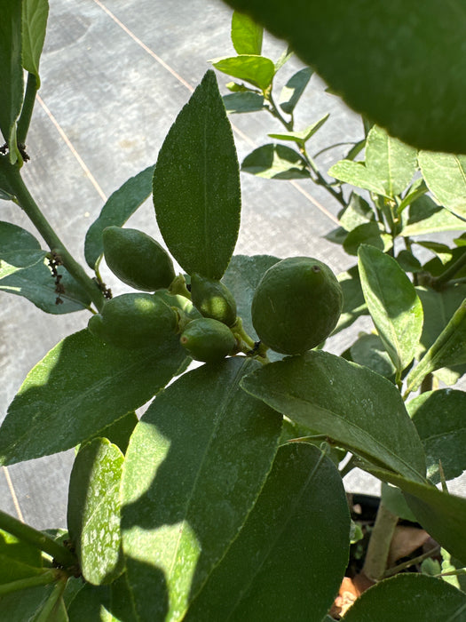 Lime - Key Lime Bush