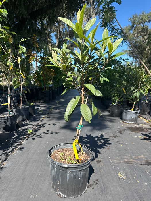 Loquat Champagne/Champaign Tree
