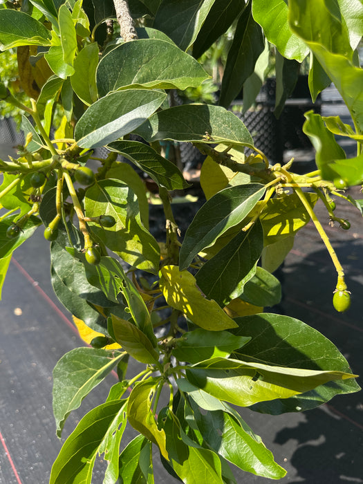 Avocado-Black Prince Tree Type A