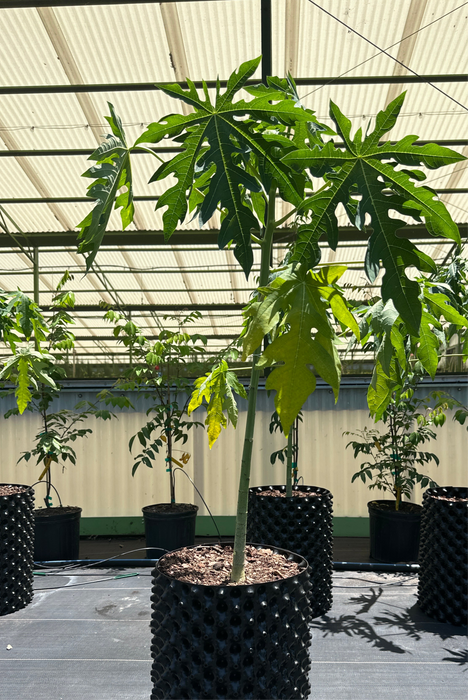 indoor papaya plant Papaya-Red Lady — Jolly Green Nursery
