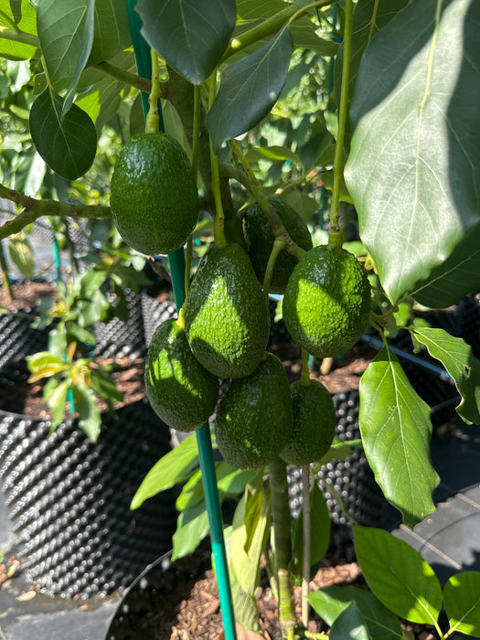 Super Hass Avocado Tree For Sale Near Me