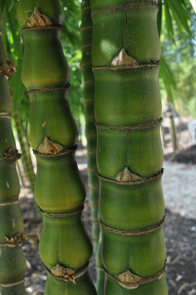 Buddha Belly Dwarf Bamboo — Jolly Green Nursery