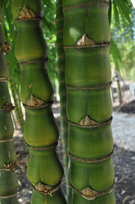 Buddha Belly Dwarf Bamboo