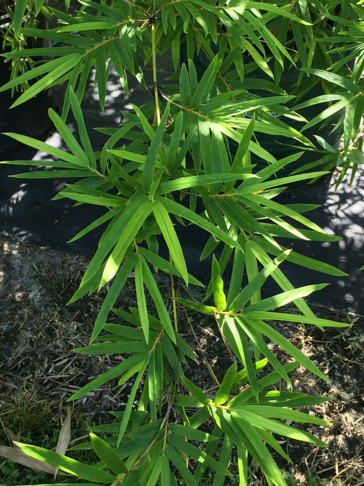 Fernleaf Bamboo