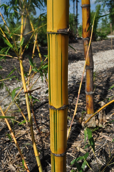 Golden Hawaiian Bamboo