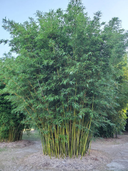 Weaver's Bamboo Dwarf / RG Dwarf Bamboo