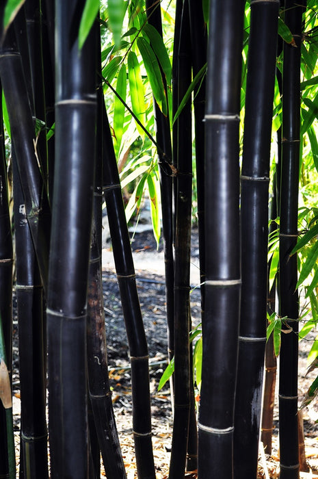 Timur Black Bamboo