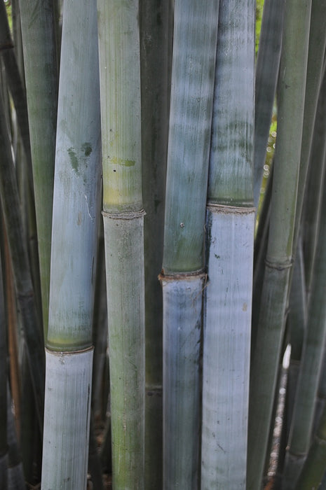 Tropical Blue Bamboo