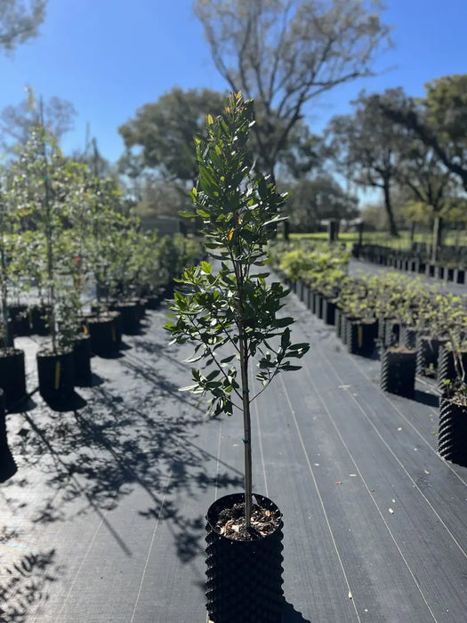 Bay Rum — Jolly Green Nursery