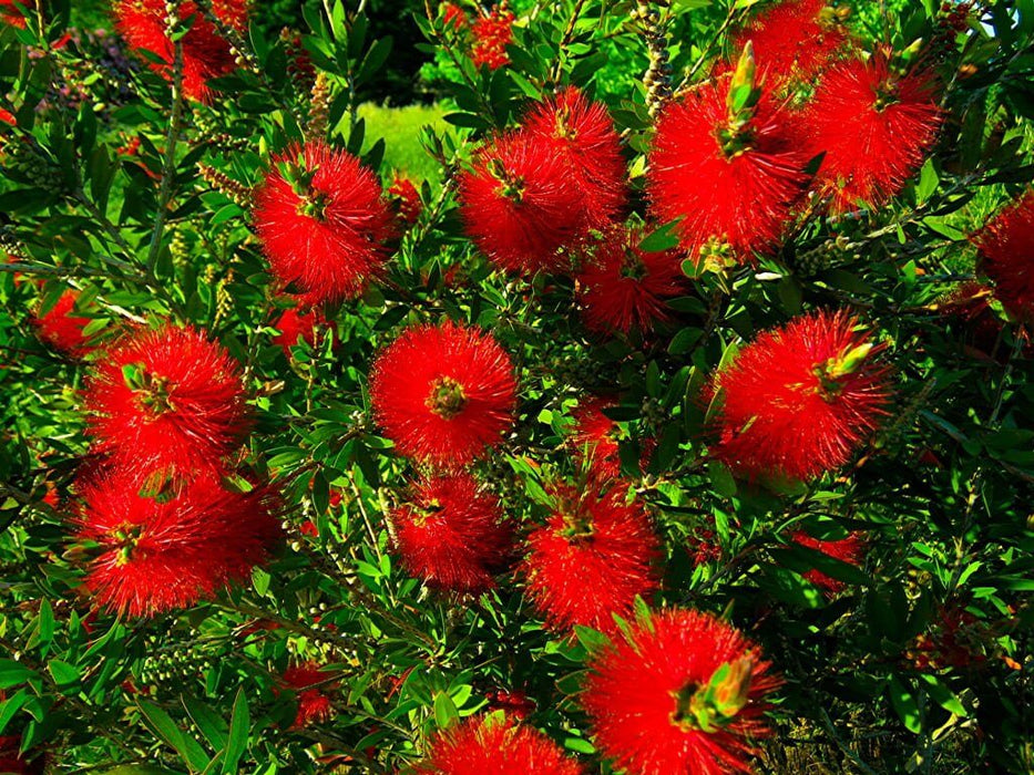 Bottlebrush Red Cluster