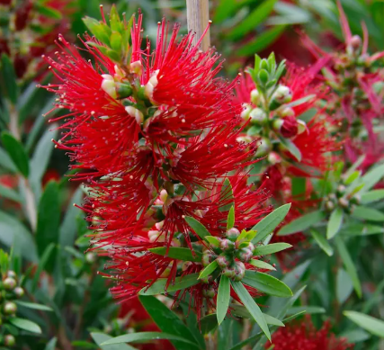 Bottlebrush MaCarthur (Callistemon)