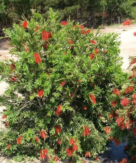 Bottlebrush MaCarthur (Callistemon)
