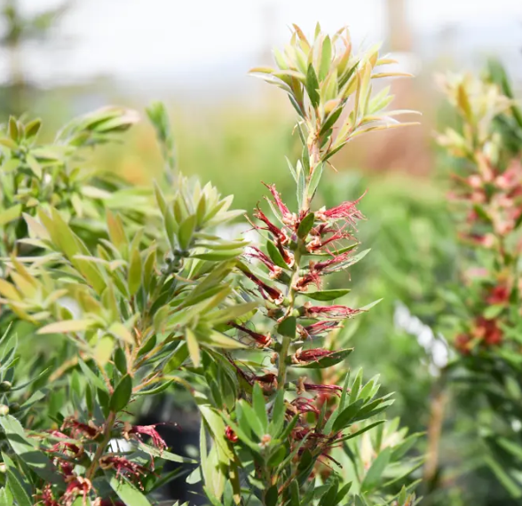 Bottlebrush MaCarthur (Callistemon)