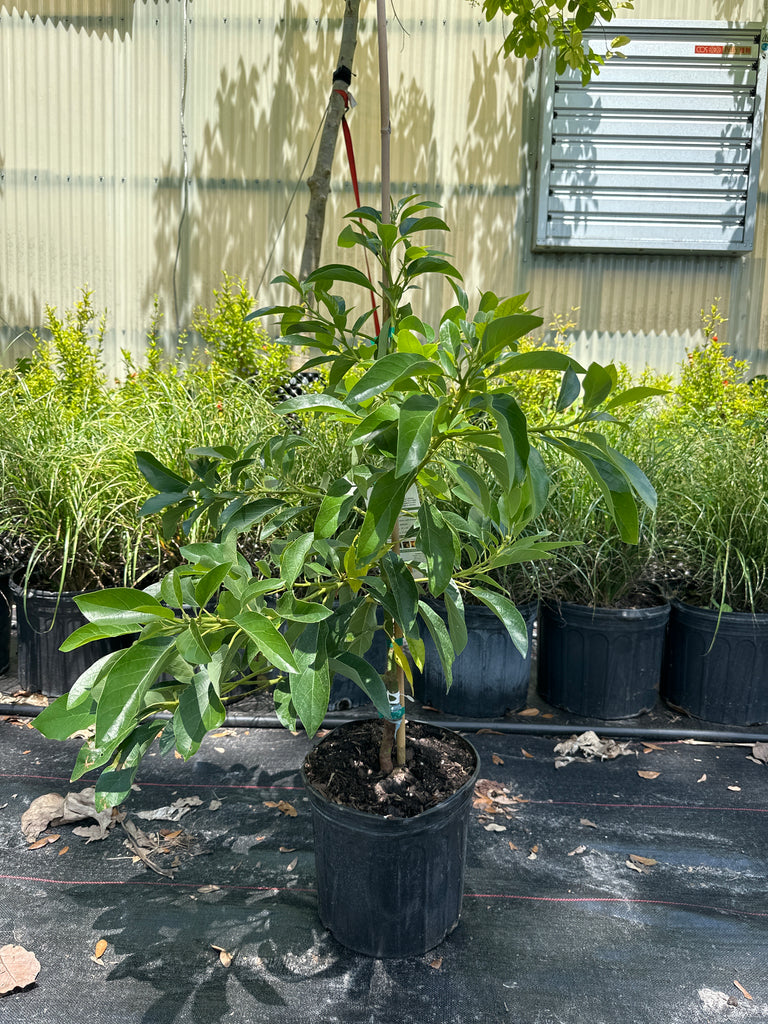 Avocado-Mexicola Grande Tree Type A — Jolly Green Nursery