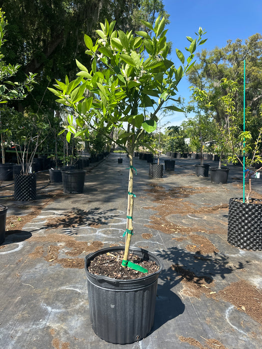 Orange - Pineapple Tree