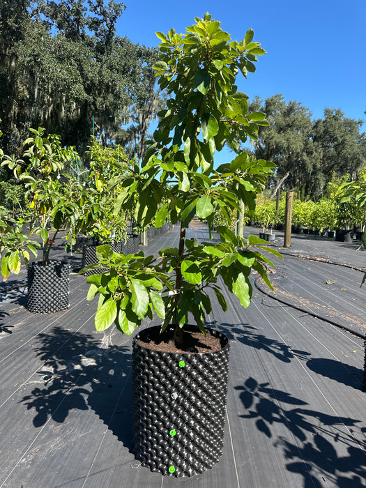 Avocado-Waldin Tree Type B