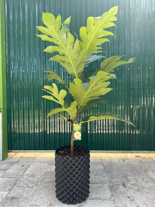 Breadfruit Tree