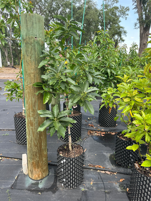 Avocado-Bacon Tree Type B — Jolly Green Nursery