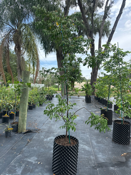 Carambola Sri Kembangan Tree