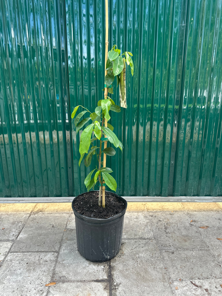Soursop (Guanabana) Tree — Jolly Green Nursery
