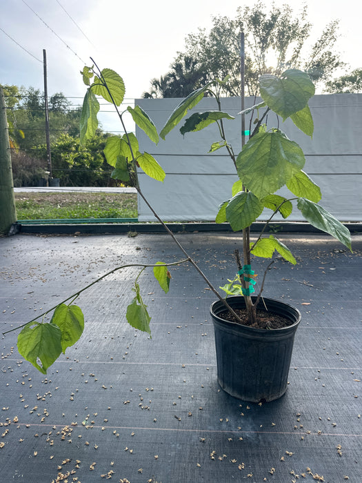 Mulberry-Shangri La Tree